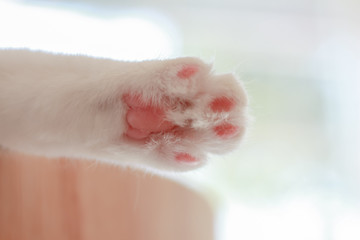 pink paw of white cat on blur background.