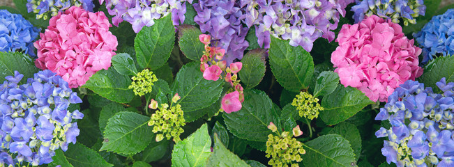 Panele Szklane  Hortensja niebieskie tło. Fotografia makro. Kwiaty w tle.