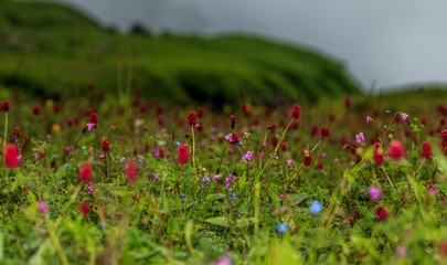 poppy field of red flowers