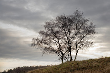 Fototapeta na wymiar Birch trees contrasting against cloudy sky