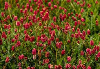 field of red tulips