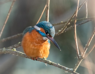 Eisvogel wartet auf Beute