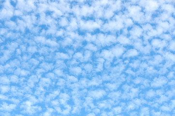 Obraz premium うろこ雲