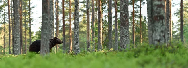 Foto op Aluminium brown bear in forest landscape © Erik Mandre