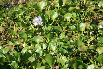 Water hyacinth (eichhornia crassipes) growing on/in a lake near Tissamaharama in Sri Lanka