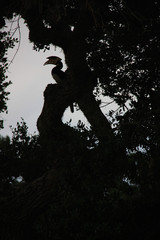 Hornbill at the Yala National Park, Sri Lanka