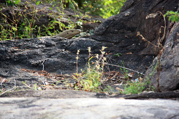 Monitor Lizard behind black rocks at the Yala National Park, Sri Lanka