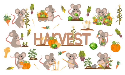 Obraz premium A set of cute mice harvest vegetables and cereals. Harvest cabbage, potatoes, carrots, beets, pumpkins, corn and wheat. Collection of mice and rats doing farming job. Vector illustration