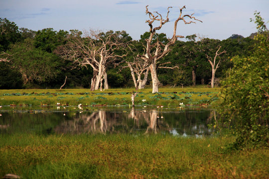 Bare tree trunks in the vast wetlands of the Yala National Park in Sri Lanka