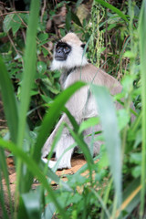Tufted Gray Langur sitting on a rock near Ella, Sri Lanka