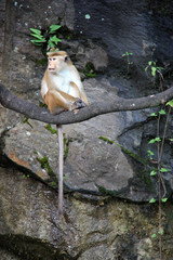 A Toque Macaque sitting on a branch in Sri Lanka