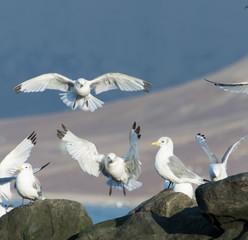 Polarmöwen im Anflug