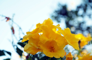 Yellow  flower blossom in the plubic garden.outdoor