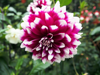 beautiful large Dahlia in the garden