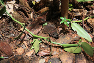 Vanilla Plant near Dambulla, Sri Lanka