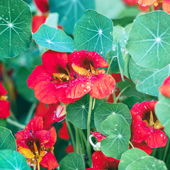 Nasturtium flowers on a background of green leaves