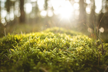 Close-up of rich green moss on a sunlit forest floor