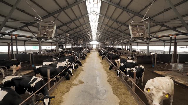 Modern farm barn with milking cows eating hay