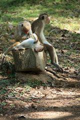 Toque Macaques in the Ancient City of Polonnaruwa, Sri Lanka