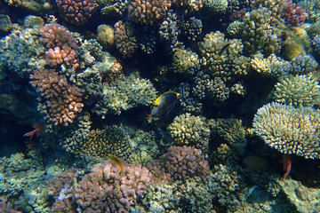 Obraz na płótnie Canvas coral reef in Red Sea