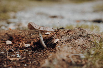 Macro Mushroom in Forest
