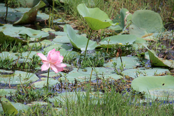 Flowering Sacred Lotus on a basin in the royal ancient city of Polonnaruwa in Sri Lanka