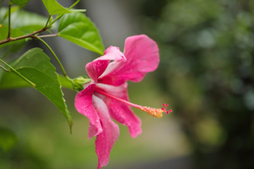 Red hibiscus. Very beautiful tropical flower a hibiscus with a long pestle