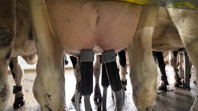 Automated process of modern milking machine