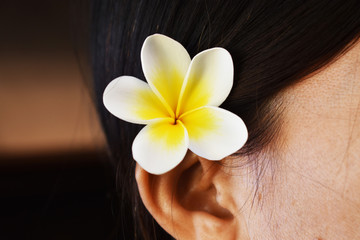 frangipani flower in woman hand