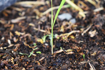 seedlings growing in soil