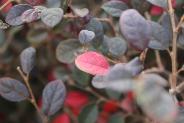 A single red leaf in surrounding green leaves.
