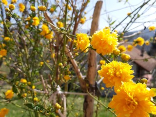 Liguria, Italy – 11/29/2019: Beautiful caption of the cherry tree and other different fruit plants with first amazing winter flowers in the village and an incredible blue sky in the background. 