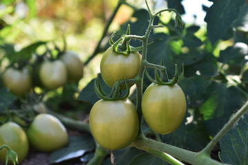 green tomatoes on the vine