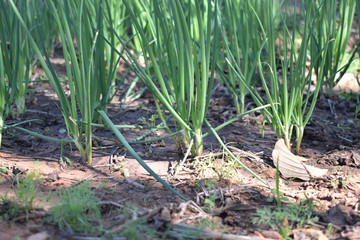 onions growing in the garden