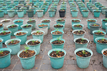 rows of flower pots with new seedlings