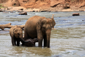 Once a day the elephants living at the Pinnawala Elephant Orphanage are led to the nearby river to take a bath and to play in the river.