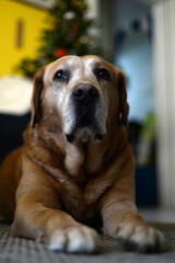 Portrait of a dog in holiday home atmosphere