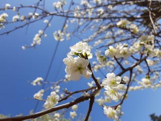 Liguria, Italy – 11/29/2019: Beautiful caption of the cherry tree and other different fruit plants with first amazing winter flowers in the village and an incredible blue sky in the background. 