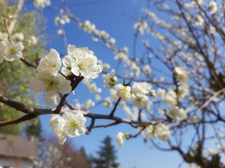 Liguria, Italy – 11/29/2019: Beautiful caption of the cherry tree and other different fruit plants with first amazing winter flowers in the village and an incredible blue sky in the background. 