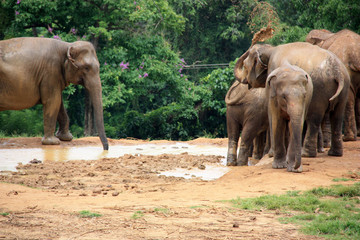 Fototapeta na wymiar A Sri Lankan elephant herd is taking a mud bath, one elephant splashing mud all over giving the others a nice mud shower.