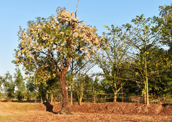 tree in autumn