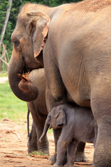 Fototapeta premium Mother elephant protecting and guarding her calf in Pinnawala, Sri Lanka