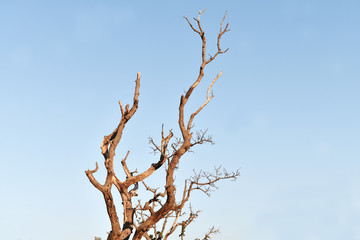 tree on blue sky