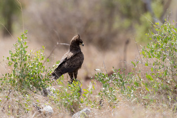 Aigle ravisseur,.Aquila rapax , Tawny Eagle