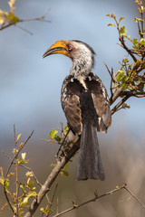 Calao leucomèle,.Tockus leucomelas, Southern Yellow billed Hornbill, Afrique du Sud