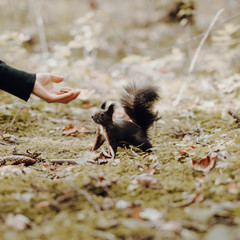 Curious Squirrel