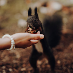Feeding a squirrel