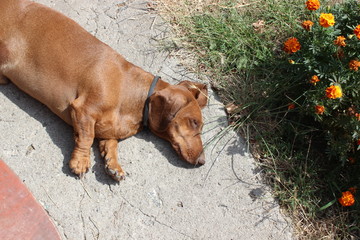 Sleeping beautiful brown dachshund on concrete floor