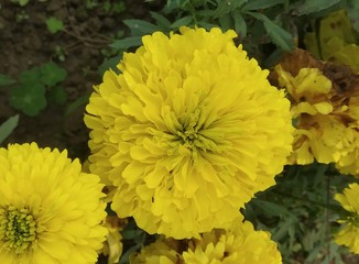 yellow flowers in garden
