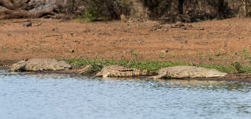 Crocodile du Nil , Crocodylus niloticus, Afrique du Sud